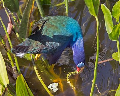 Purple Gallinule eating in water.jpg
