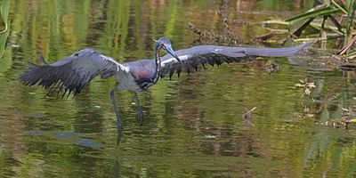 Tri-colored Heron about to fish.jpg