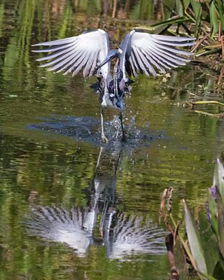 Tri-colored Heron fishing.jpg