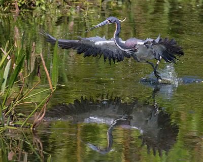 Tri-colored Heron fishing2.jpg