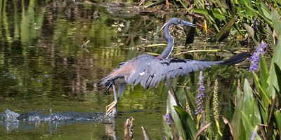 Tri-colored dances into the reeds.jpg