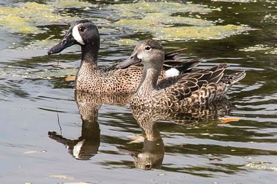 Blue-winged Teal pair.jpg