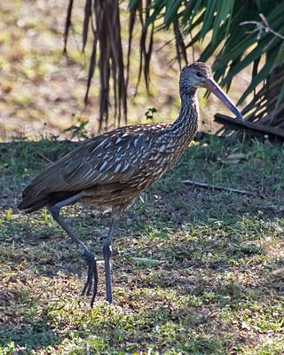 Limpkin walking.jpg