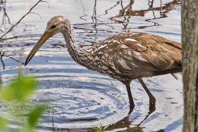 Limpkin hunting in water.jpg