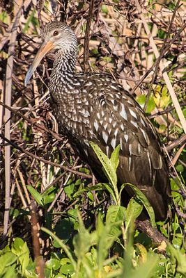 Limpkin poses.jpg