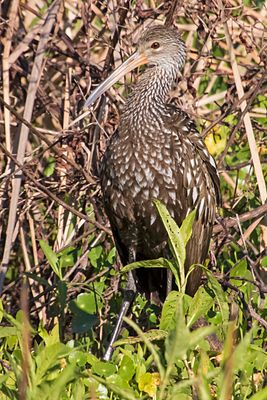 Limpkin poses2.jpg