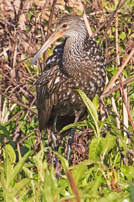Limpkin poses3.jpg