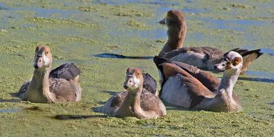 Egyptian Goose with 3 young.jpg