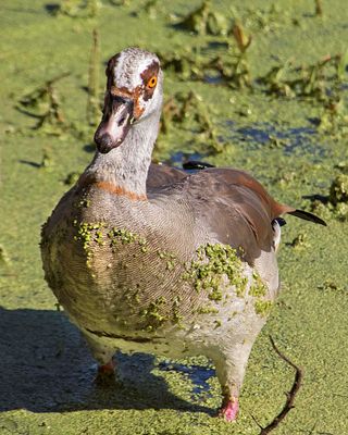 Egyptian Goose standing up in the water.jpg
