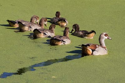 Egyptian Geese young and adult.jpg