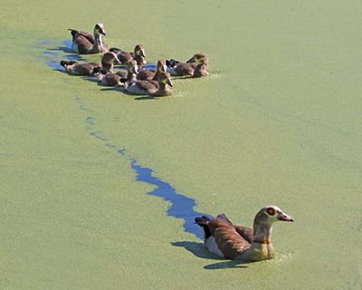 Egyptian Geese pair and 6 young.jpg