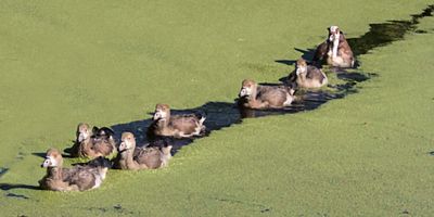 Egyptian Geese young and 1 parent.jpg