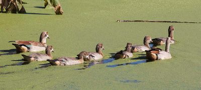Egyptian Geese family swims off.jpg