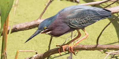 Green Heron ready to fish.jpg
