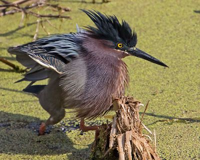 Green Heron runs.jpg