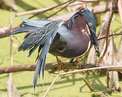 Green Heron has fish, wings stretched2.jpg