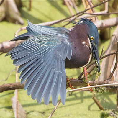Green Heron got a fish, wing spread.jpg