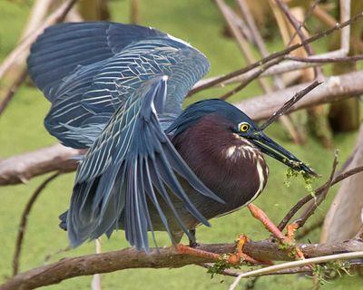 Green Heron has a fish, wings spread.jpg