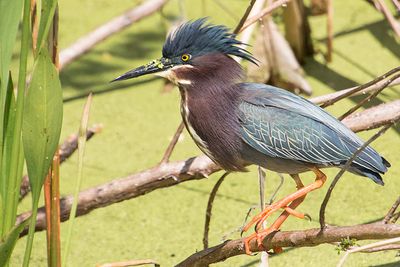 Green Heron about to walk on branch.jpg