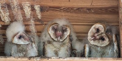 Barn Owlet trio, 2 look towards center.jpg