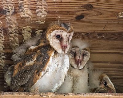 Barn Owlet stands up, 2 next to him.jpg