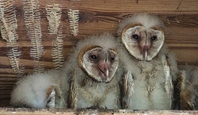 Barn Owlet pair, eyes open.jpg