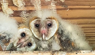Barn Owlet siblings cuddle.jpg
