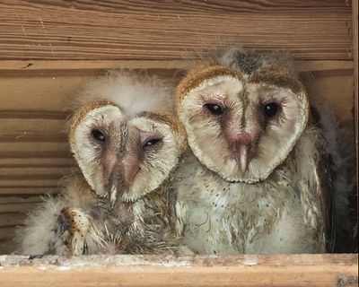 Barn Owlet pair cuddle2.jpg