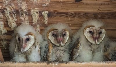 Barn Owlet trio eyes open.jpg