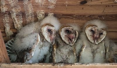 Barn Owlet trio look happy together.jpg