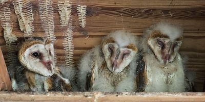 Barn Owlet Trio.jpg
