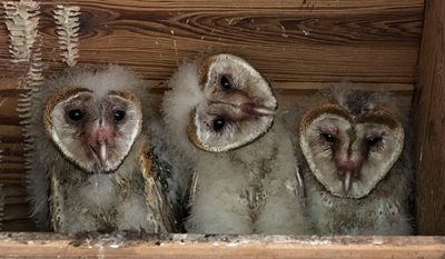 Barn Owlet Trio, eyes open and head tilt.jpg