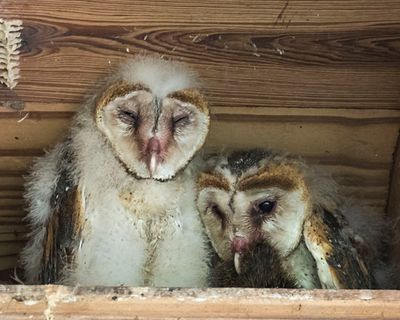 Barn Owlet twosome, one holding prey.jpg
