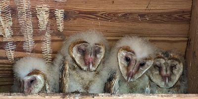 Barn Owlets, four.jpg