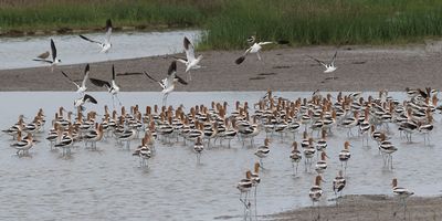 Avocet flock.jpg