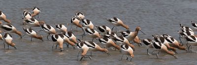 Avocets feeding.jpg