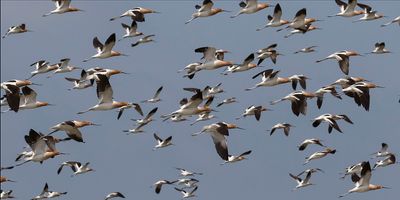 Avocets flying.jpg