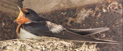 Barn Swallow calls on nest.jpg