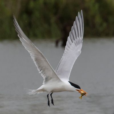 Royal Tern flying with fish.jpg