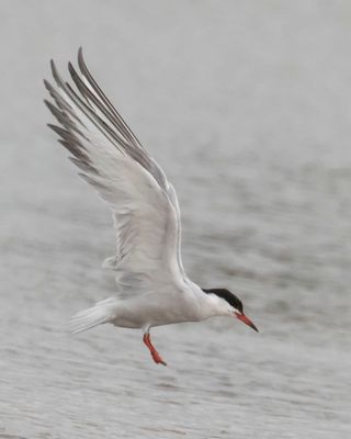 Common Tern about to land.jpg