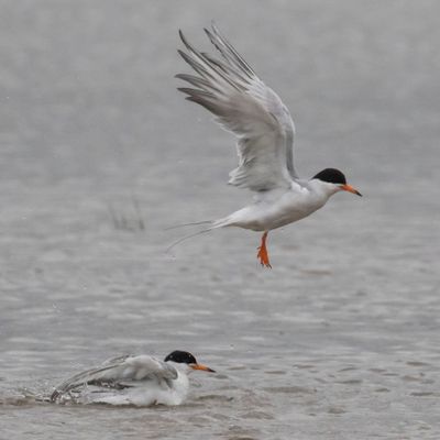 Common Tern bathing and one flies up.jpg