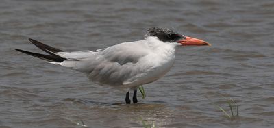 Caspian Tern poses.jpg