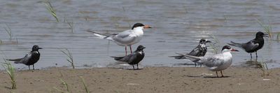 Black Terns and Common Terns.jpg