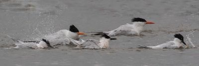 Royal and Sandwich Terns bath together.jpg