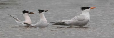 Royal Tern, 2 Sandwich Terns one w fish.jpg