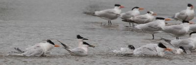 Royal and Sandwich Terns, one w fish, bathing.jpg