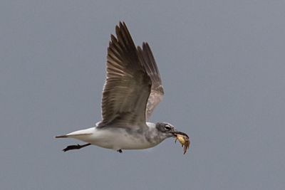 Laughing Gull juvenile flies with fish.jpg
