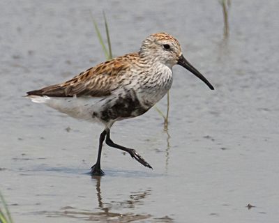 Dunlin walking in water.jpg