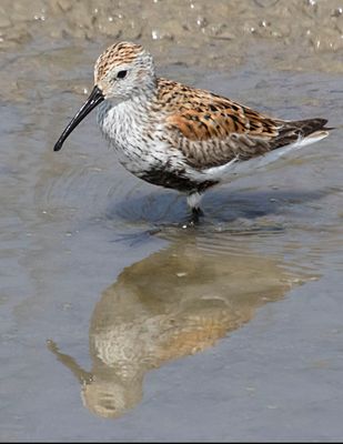 Dunlin and reflection.jpg