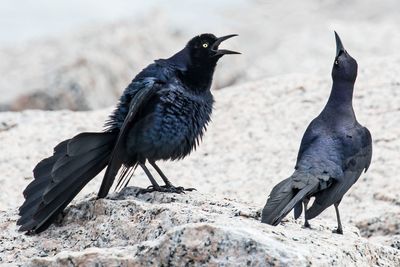 Great Tailed Grackle displays to female.jpg